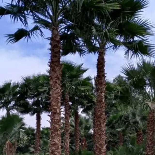 صورة من الأعمال نشرها أشجار نخيل واشنطونيه للبيع — متجر زراعي / Washingtonia Palm Trees For Sale — Agricultural Store