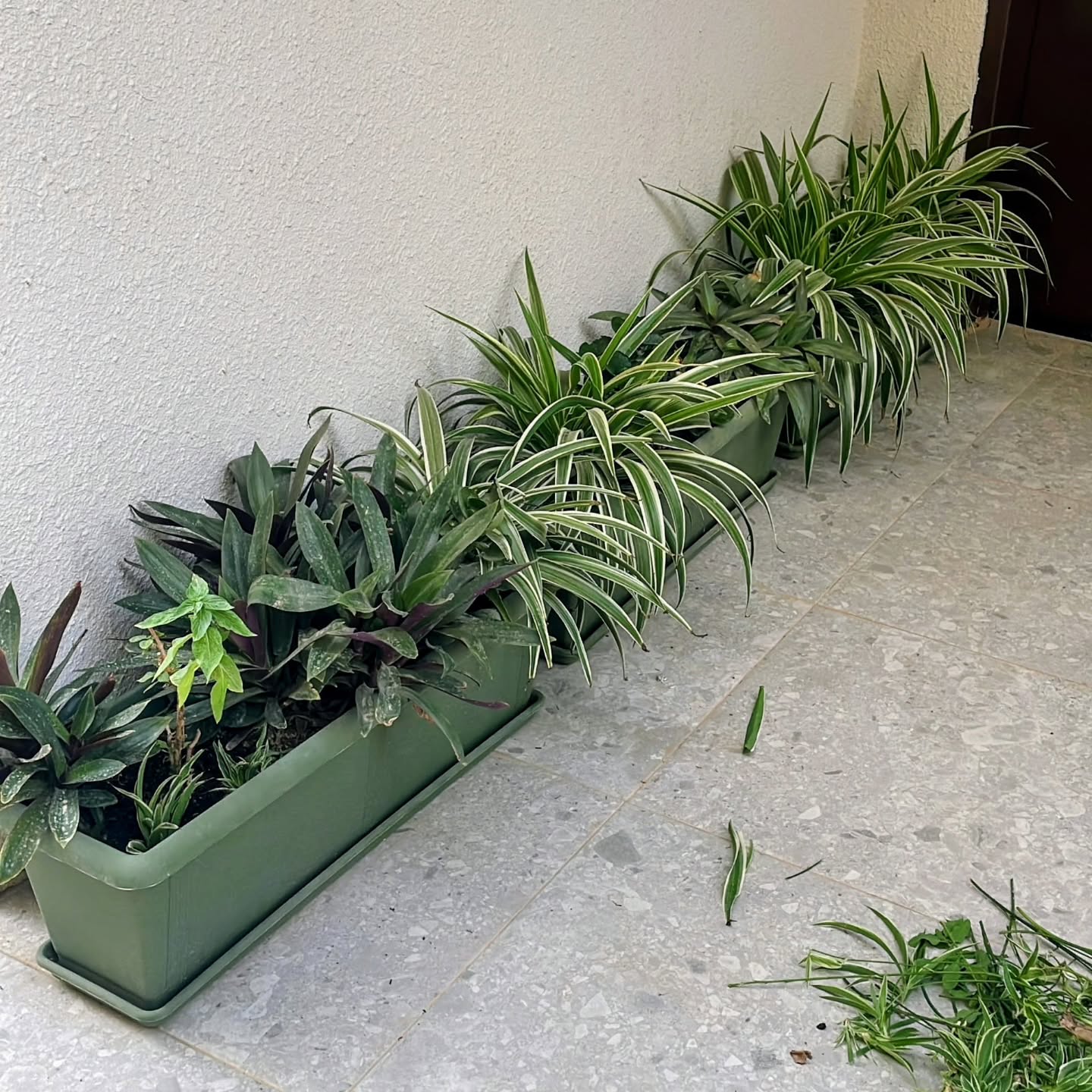 صورة من الأعمال نشرها مشتل شتلات الزراعي / Mashtal Shatlat Al-Ziraai (Agricultural Seedlings Nursery)