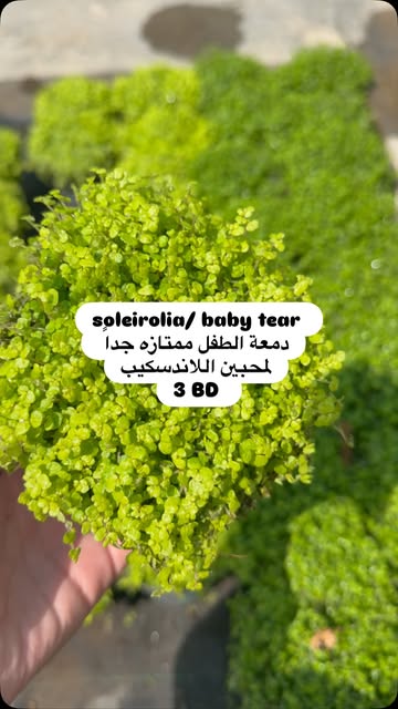 صورة من الأعمال نشرها مشتل غصن البحرين / Bahrain Branch Nursery (BBN)