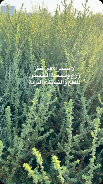 صورة من الأعمال نشرها مشتل سمرة خطاف / Samrat Khataaf Nursery