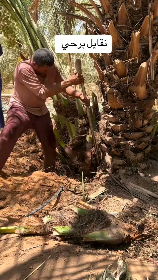 صورة من الأعمال نشرها اهوازي للنخيل / Ahvazy Palms