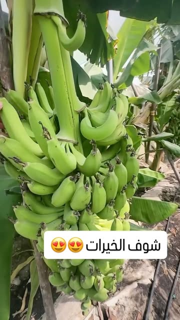 صورة من الأعمال نشرها ابوصيبع للنباتات والزهور / Abu Saiba Plants & Flowers
