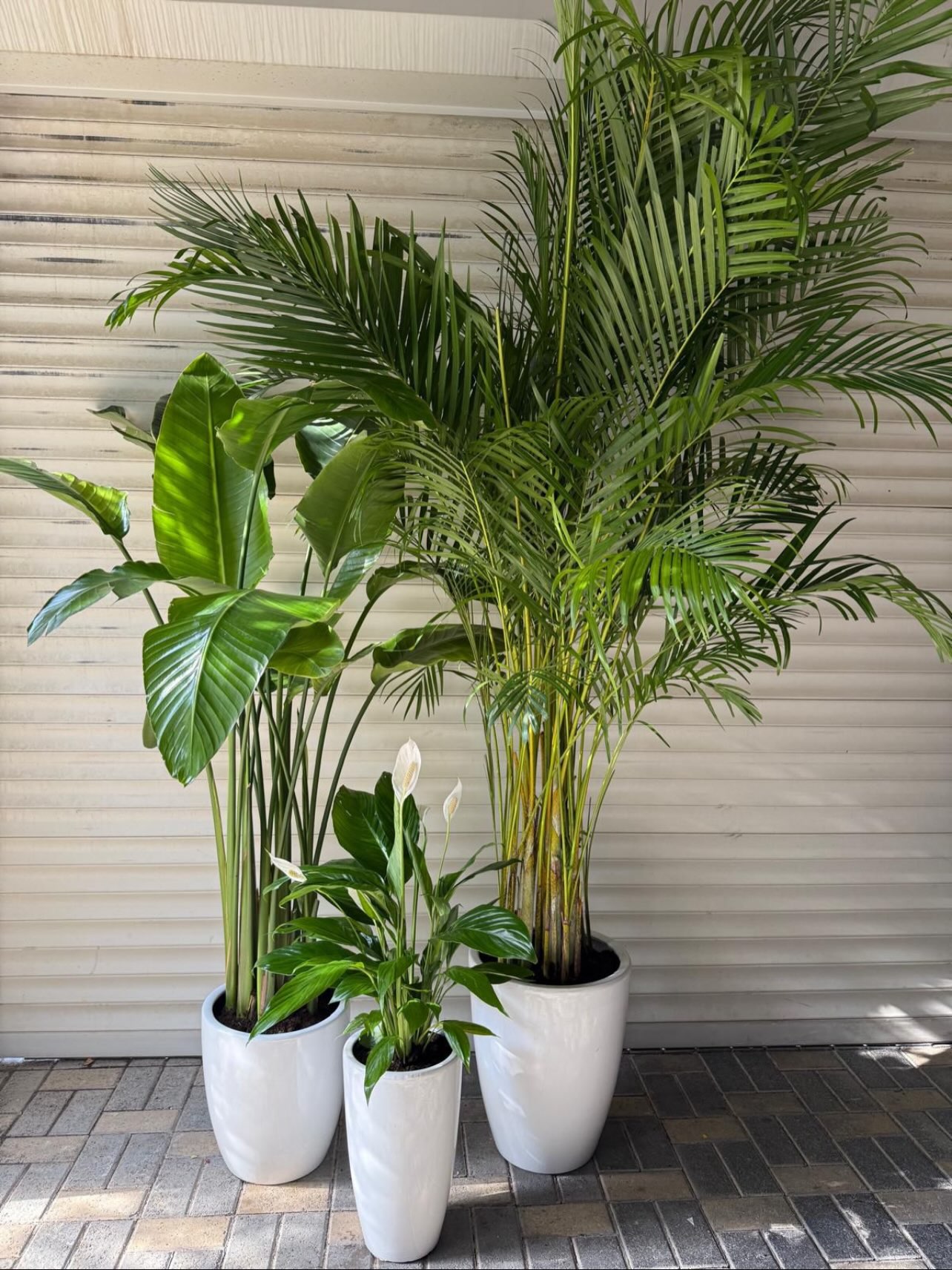 صورة من الأعمال نشرها بحرين بلانتس / Bahrain Plants