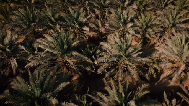 صورة من الأعمال نشرها مشتل نخيل الخليج / Gulf Palms Co